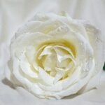 The passing of a titan - David Hames